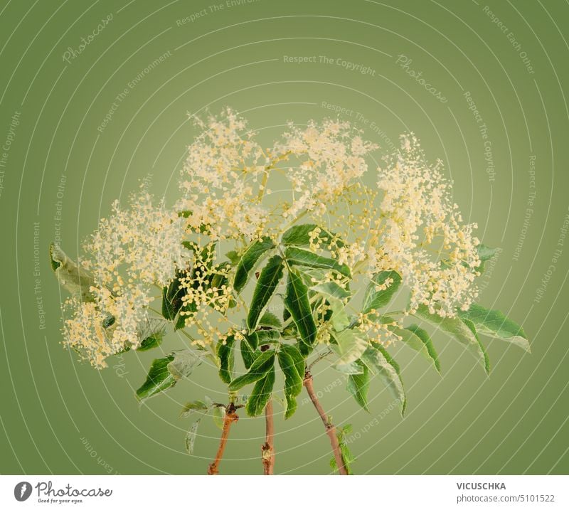 Elder flowers bunch with leaves at green background elder flowers object wild medicine twig plant health branch season blossom leaf sambucus