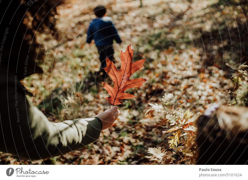 Child holding Frosty oak leaf Leaf green leaves Hold Hand natural fresh plant closeup person nature background hand frosty Winter Colour photo Cold season