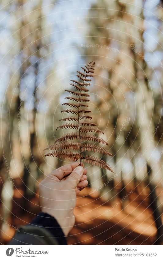 Hand holding a dry leaf Hold Dry Leaf Nature Environment Colour photo Exterior shot nature Close-up Autumn To hold on hand Autumn leaves Detail Multicoloured