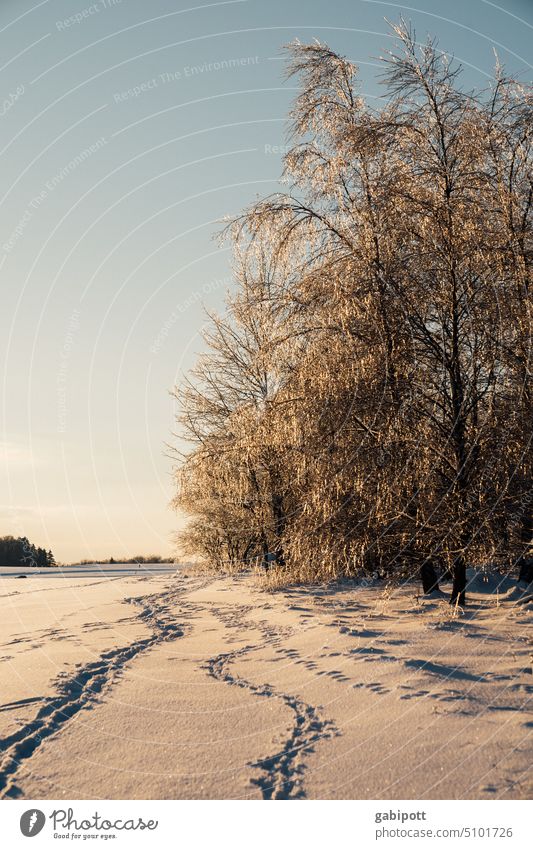 Winter in Sauerland Winter mood Snow Snowscape trees Winter's day winter landscape Nature Snow layer Deserted Winter walk Cold chill White Seasons Landscape