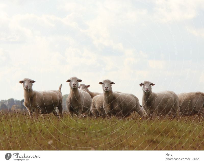 What do you...???? Environment Nature Landscape Plant Animal Sky Clouds Autumn Beautiful weather Grass Meadow Farm animal Sheep Flock Herd Observe Looking Stand