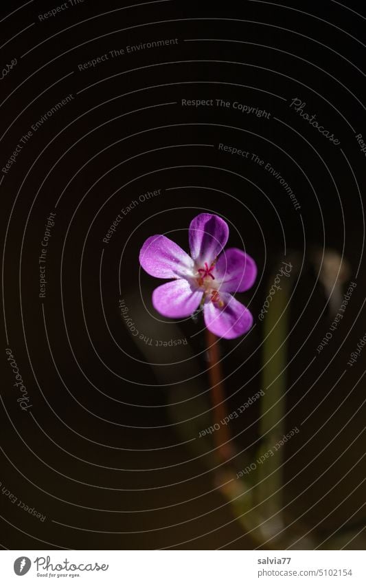 delicate flower in the spotlight Flower Blossom Plant pink Pink Delicate Small Blossoming Nature Close-up blurriness Shallow depth of field Stinky Storkbill