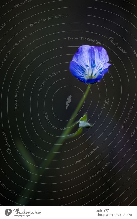 bright blue linen flower against dark background Flower Blossom linseed blossom Blue Macro (Extreme close-up) Plant Nature Blossoming pretty Delicate Esthetic