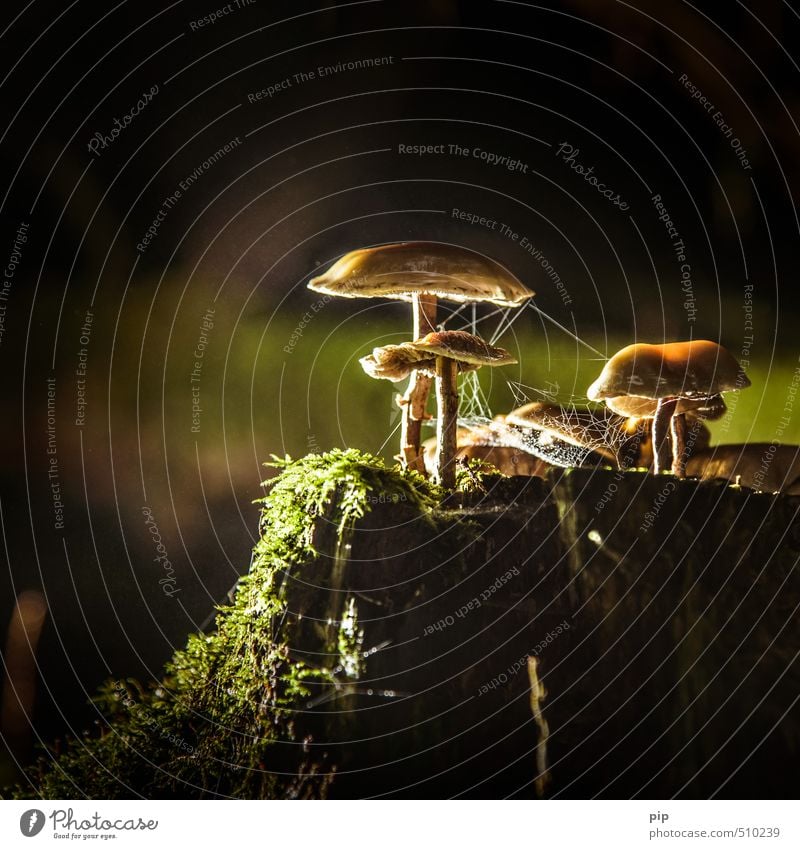 patronage Environment Nature Plant Autumn Moss Tree stump Forest Dark Brown Green Mushroom Mushroom cap Multiple Spider's web Damp Collection edible mushroom