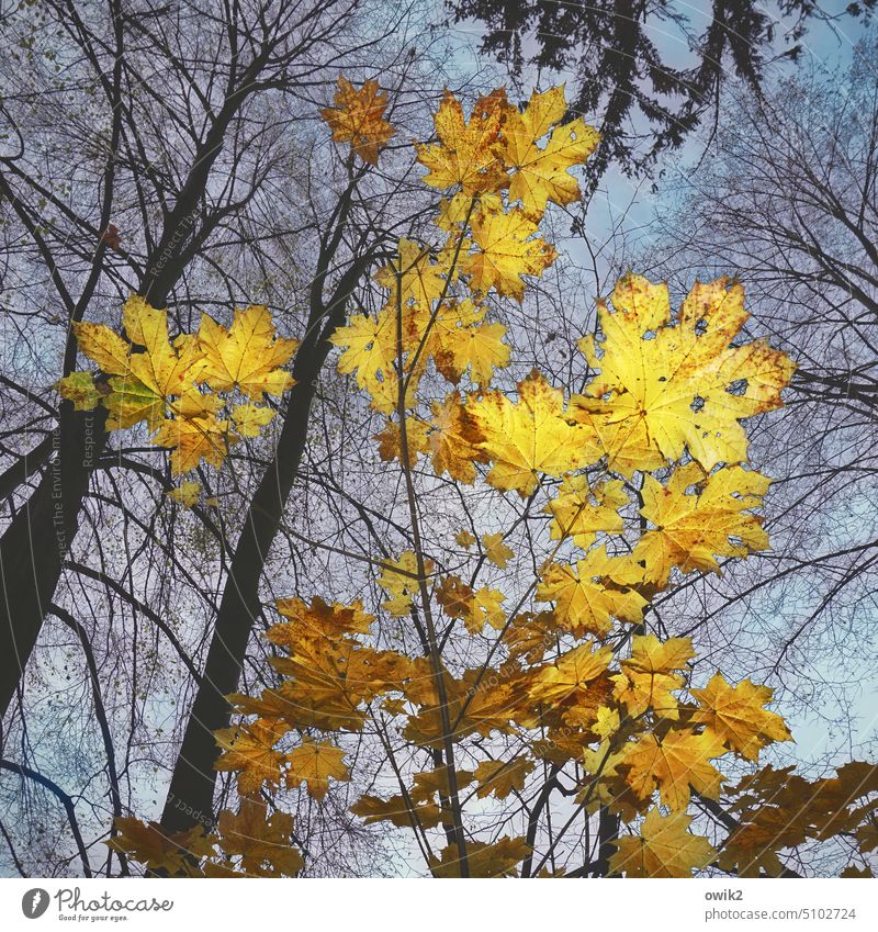 Autumn from below Autumn leaves Autumnal colours Baldachin Twigs and branches Leaf Leaf canopy Maple tree Maple leaf Light Contrast Long shot Flash photo