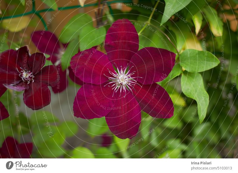 Red flowers of Clematis viticella in the garden. Summer and spring time. blooming blossom blossoming botanical botany bouquet branch bright bud bunch clean