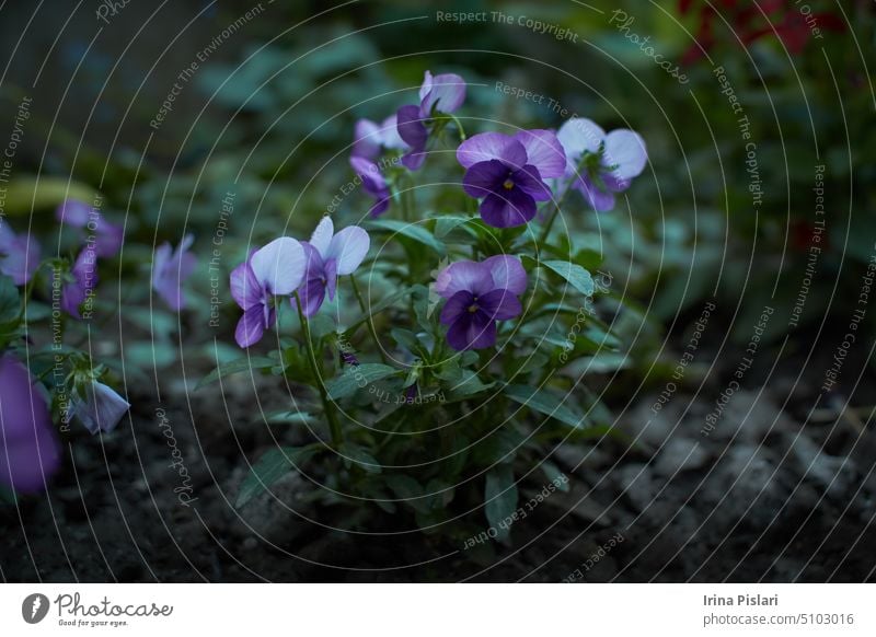 Pink whit white flower of Pansy, Viola cornuta in the garden. Summer and spring time. bloom blooming blossom blossoming botanical botany bouquet branch bright