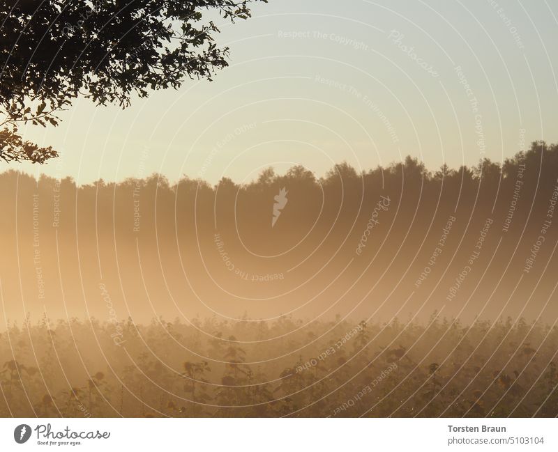 Morning glow - sunflower field shines in the morning mist, mixed forest in the background - 100 m³ carbon dioxide per day and plant Sunflower field Sunflowers