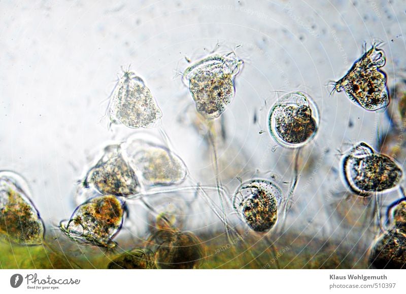 Bell animal under microscope in transmitted light at about 200x magnification. Water Plant Foliage plant Pond Animal Aquarium bell animal Group of animals Blue