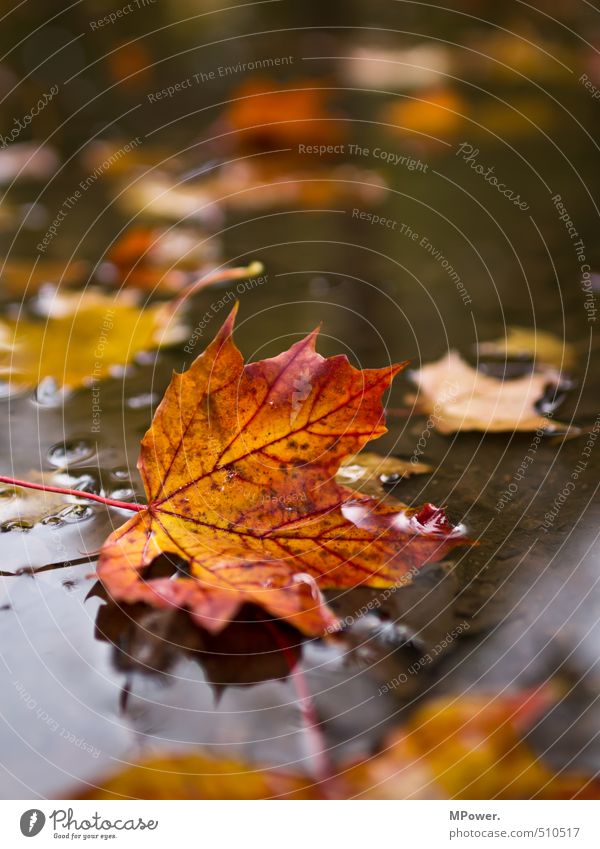 autumnal Plant Leaf Lie Wet Orange Red Autumn leaves Puddle Surface of water Multicoloured Cold Fallen Colour photo Exterior shot Detail Deserted Copy Space top