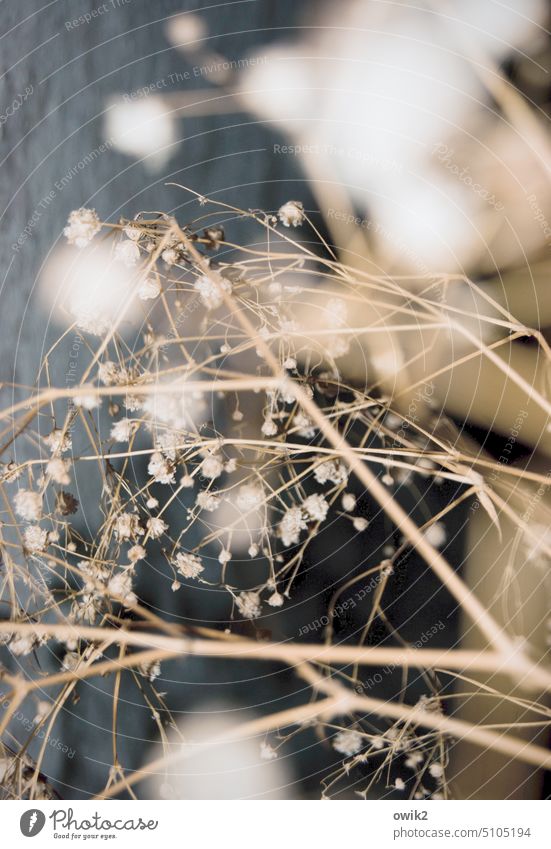 sketchy situation dry shrub Dried flower Bizarre Decoration Ornamental plant Combustible Fragile Colour photo Bushes Plant Blossom Interior shot Deserted