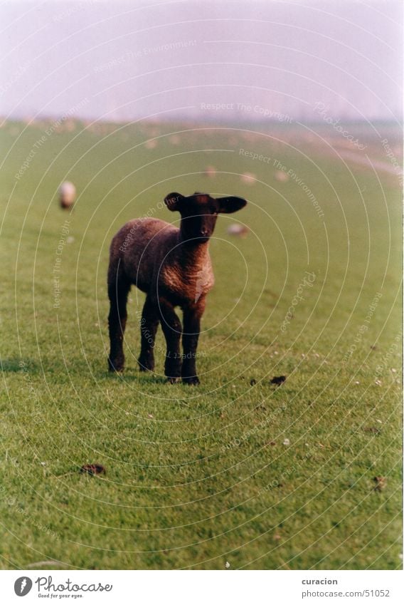 Black sheep Meadow Green Sheep Animal Cute Small Dike Hill Ocean Waves Coast Exterior shot Nature Lamb hilly North Sea