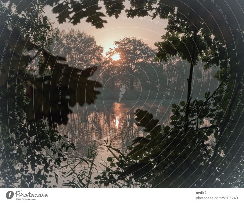 Transparent Leaves Leaf canopy Glittering Light Water reflection Mysterious Calm silent Branches and twigs Bushes Illuminate Stationary windless out Landscape