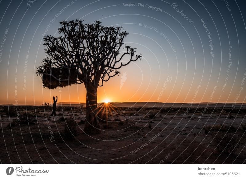 in the end it is a beginning Kokerboom tree Tree Exceptional Namib desert Dream Sunrise Dark Idyll Hope romantic Fantastic Twilight silent beautifully Sunlight