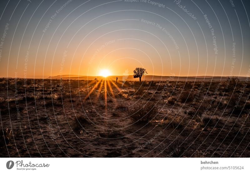 hope Namib desert Fantastic Sunrise romantic Idyll Wanderlust Sunlight Namibia travel Longing Nature Freedom especially Gorgeous Sky Vacation & Travel