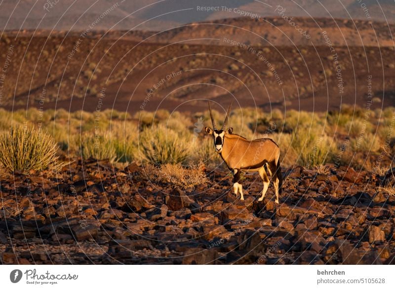 oryx Wild animal Fantastic Exceptional Animal portrait Free Wilderness Namibia Africa Far-off places Wanderlust travel Colour photo Adventure Freedom Nature