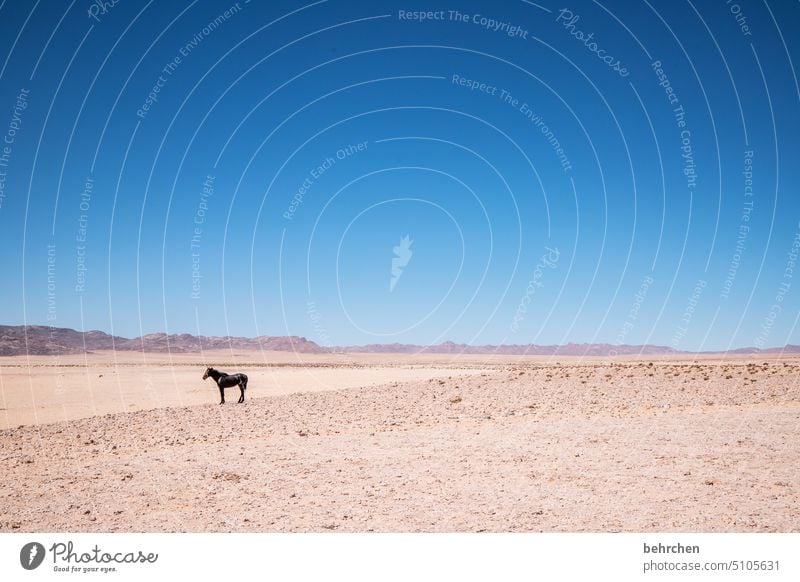 soloist on one's own Wild horses Horse Free Sand Desert Africa Namibia Exterior shot Far-off places Wanderlust Longing Colour photo Loneliness Adventure