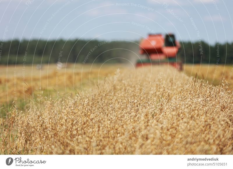 combine harvester driving through field collecting grain in summer. Harvesting of early grains and winter wheat. Agricultural machinery rides to camera collecting wheat. Cultivation of organic wheat.