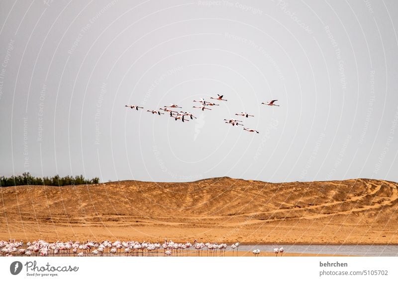 Top and bottom Elegant duene dunes Nature Sky Adventure Walvis bay Vacation & Travel Wanderlust Swakopmund Landscape travel Colour photo Far-off places