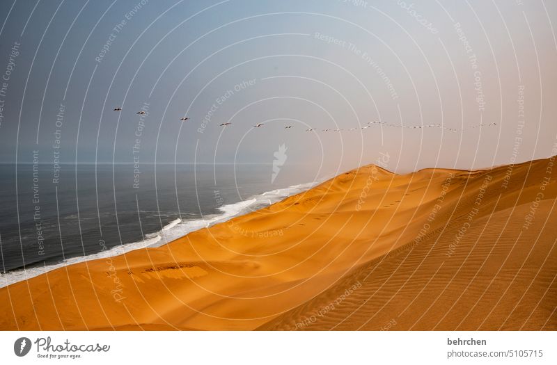 dream world Flying birds Flock of birds Pelicans sand dune Dunes In particular Impressive magical duene Gorgeous Swakopmund Walvis bay Warmth Sky Horizon