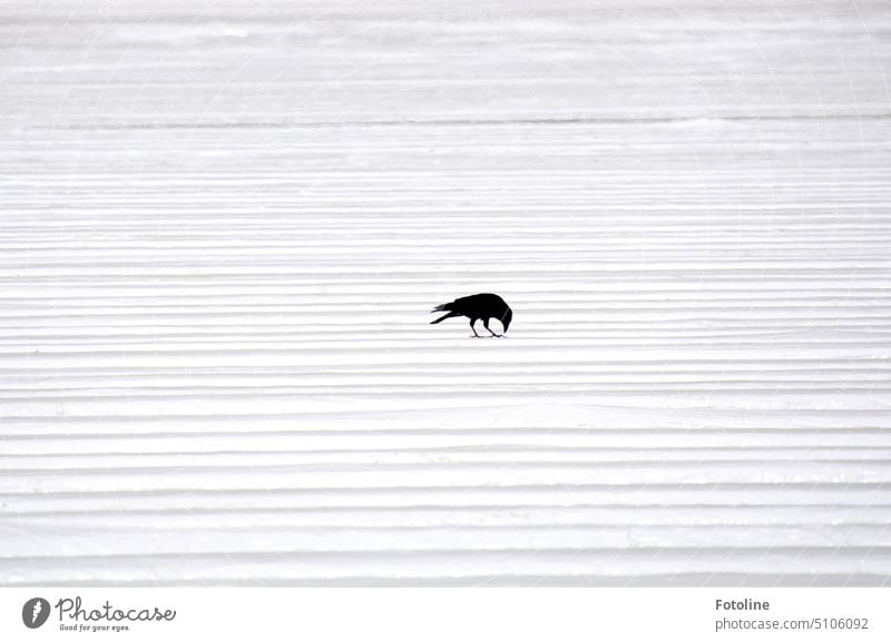 A crow stands on the plastic cover of an asparagus field and pecks at something. It looks like she is standing on snow. Crow Bird Raven birds Black Feather