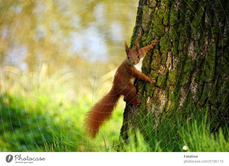 A really cute squirrel with reddish-brown fur clings to the bark of a tree and looks directly at me in the camera. Squirrel Animal Nature Cute Pelt Wild animal