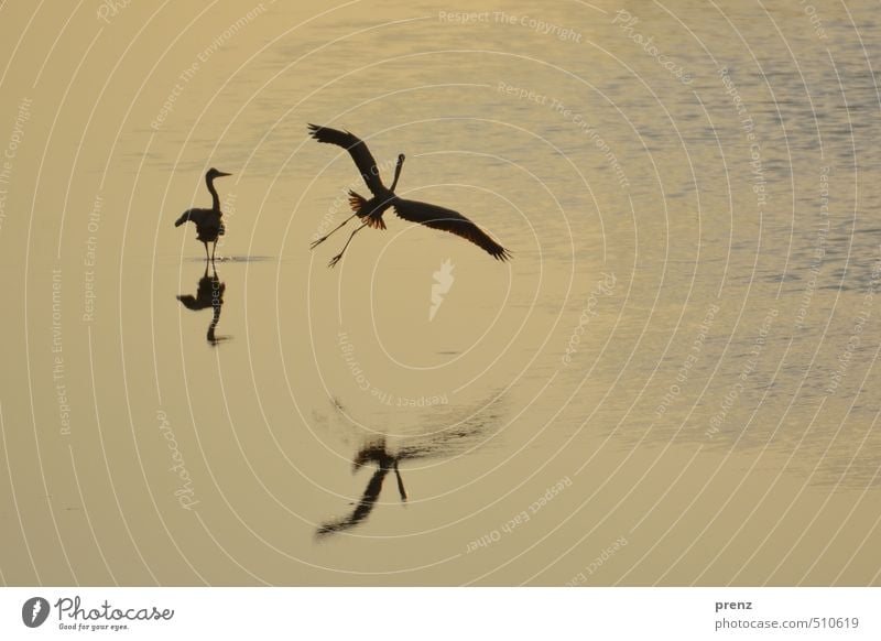 At the pond Environment Nature Landscape Animal Pond Wild animal Bird 2 Blue Brown Yellow Grey heron Floating Airplane landing Colour photo Exterior shot