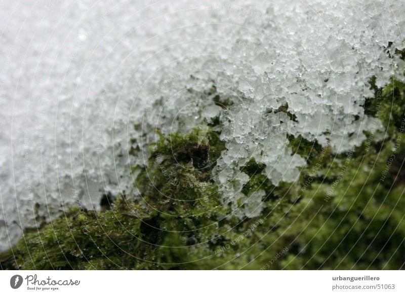 snow on moss Soft Cold White Green Small Photomicrograph Macro (Extreme close-up) Hard Melt Snow melt Snow crystal Progress Shallow depth of field Blur