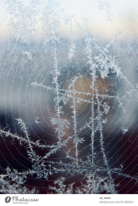 Ice flowers at the window chill Cold Frozen Frost Nature White Freeze Winter mood Weather winter Temperature Seasons Winter's day December Climate January