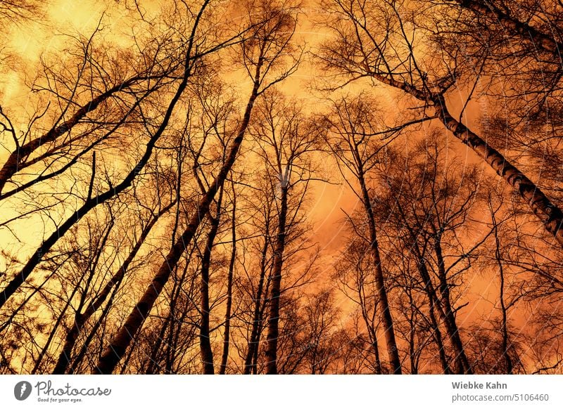 Bare / foliage loose birch trunks stretch towards an orange sky. Sky Orange Birch wood birches Winter Leafless Moody Eerie Fire Tree Nature Mystic Landscape