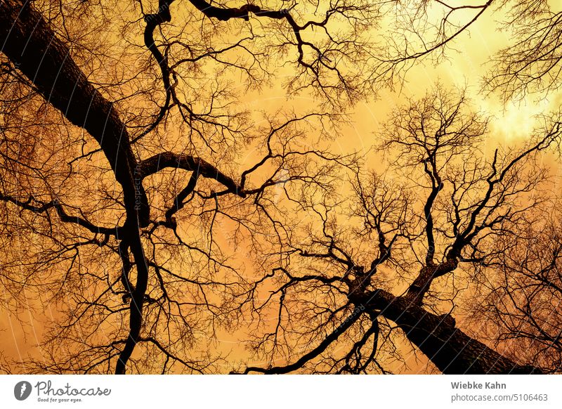 Bare / foliage loose trees stretch towards an orange sky. Winter Leafless orange light Tree Nature Light Sky Deserted Exterior shot Colour photo Environment