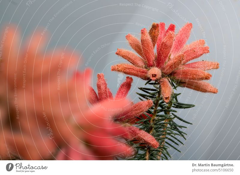 An endemic heather from South Africa: Erica cerinthoides, the fire heather Fire Heath Endemite Plant shrub Evergreen Blossom blossoms inflorescence