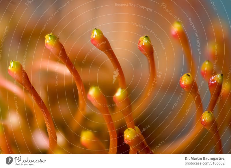 Pollen presenter in the inflorescence of Leucospermum cordifolium Pincushion Plant Blossom Proteaceae from South Africa shrub Evergreen Pot plant