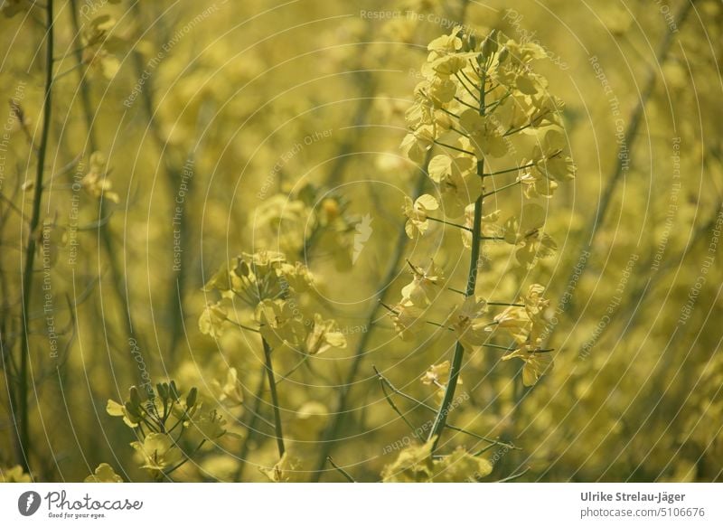 Yellow rape flowers in spring Canola Canola field Oilseed rape flower Spring Green Spring day Field Oilseed rape cultivation Agricultural crop Agriculture