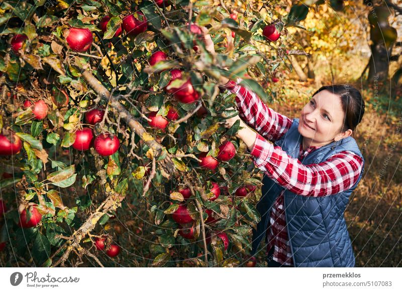 Woman picking ripe apples on farm. Farmer grabbing apples from tree in orchard. Fresh healthy fruits ready to pick on fall season. Harvest time in countryside