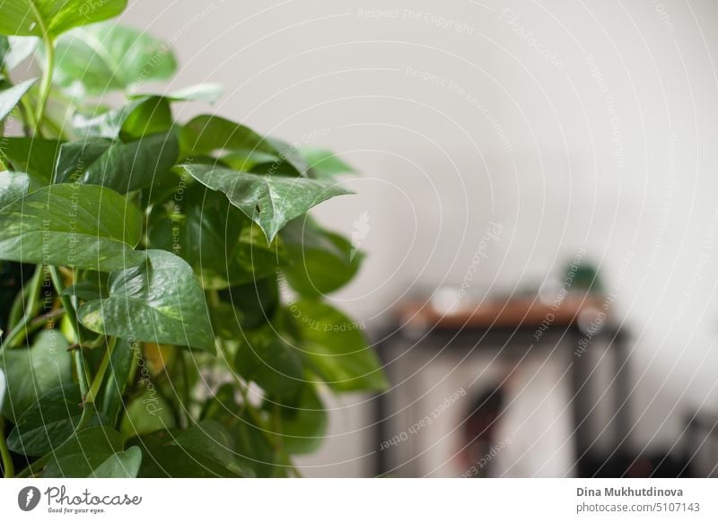 Green plants and interior of a living room with turntable record player decorated for Christmas holiday season. Cozy modern green home decor. Backdrop interior.