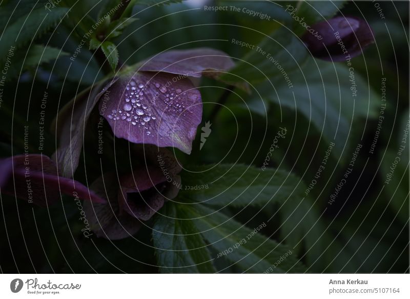 A purple Christmas rose covered with delicate raindrops hellebore halberry winter flowering plants Winter Rose Dark Purple flowers Violet Winter flowers Drop