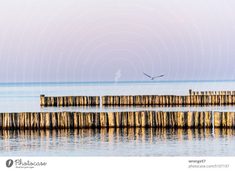 Groynes on the west beach groynes Ocean Baltic Sea Western Beach coast Fischland Landscape afterglows evening sky Moody Twilight Horizon Seagull