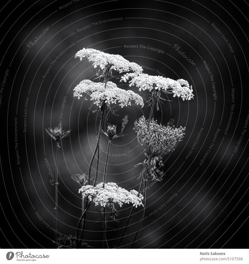 white umbrellas flower white flower forest flower meadow flower nature mono monochrome black and white parsley nature in black black-and-white close up bouquet