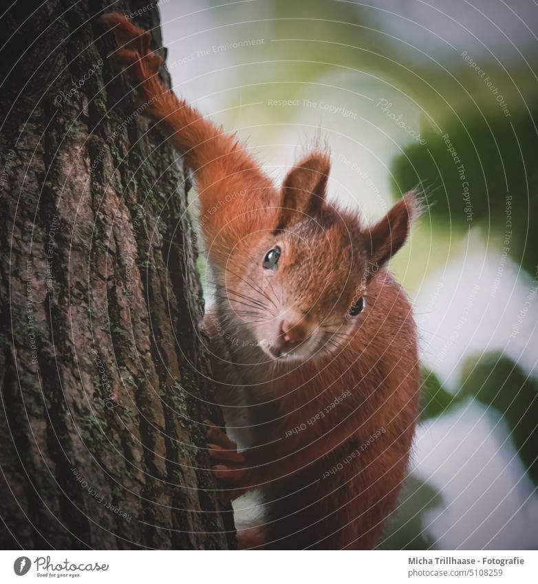 Curious squirrel on tree trunk Squirrel sciurus vulgaris Animal face Head Eyes Nose Ear Muzzle Claw Pelt Paw Rodent Wild animal Nature Tree Tree trunk Curiosity