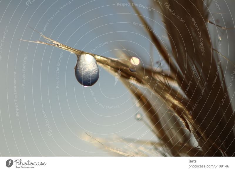 water drop on a blade of grass Drop Grass Rain reflection Light Reflection Drops of water Water Close-up Glittering Macro (Extreme close-up) Detail