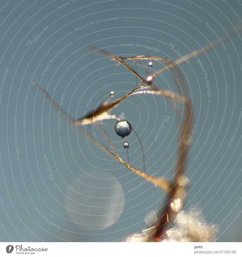 Small Universe Drop Water Drops of water spitting cosmos universe Wet Rain Reflection Damp Macro (Extreme close-up) Light Detail Deserted Dew blurriness Nature