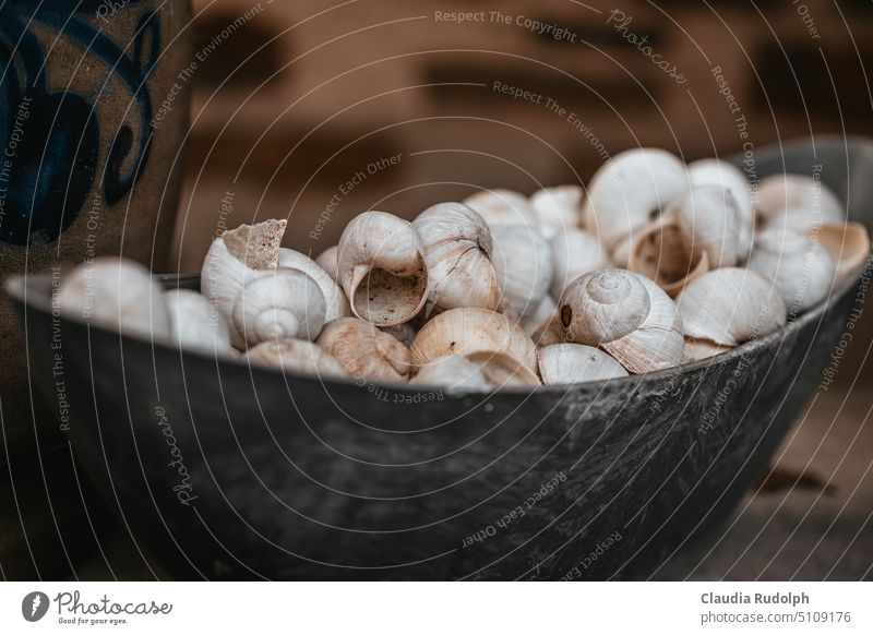 Close up of bowl with empty snail shells Snail shell Vineyard snail Large garden snail shell garden decoration Decoration structure White Shellfish Lime