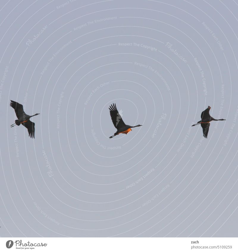 departure Bird Crane Cranes birds Flying Sky Migratory birds bird migration Flight of the birds Group of animals Autumn Movement Evening Twilight Nature Animal