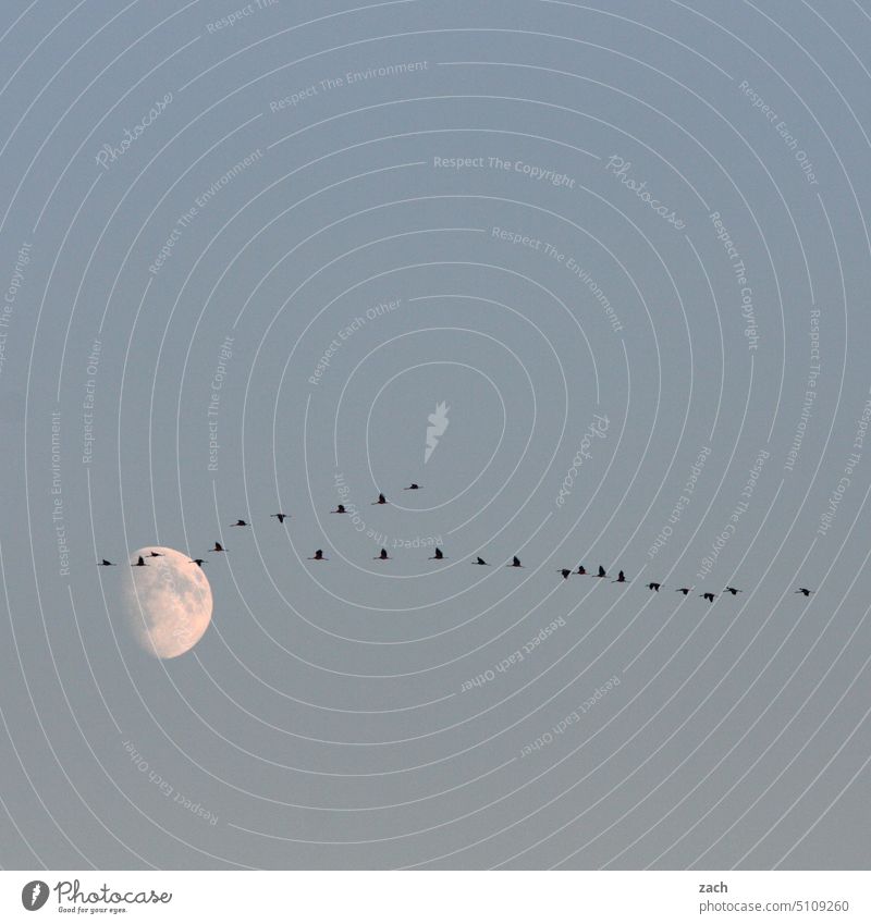 Lunar Mission Crane Grand piano Bird Wild animal Group of animals Flock Flying Migratory bird Animal Beautiful weather Full  moon Autumn Moon Night sky