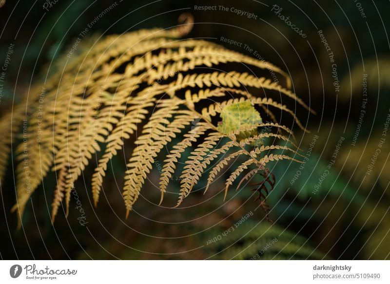 Fern in withered form with the leaf of a birch tree Landscape Deserted Colour photo Multicoloured Moss Foliage plant Plant Weather Osmunda regalis Esthetic