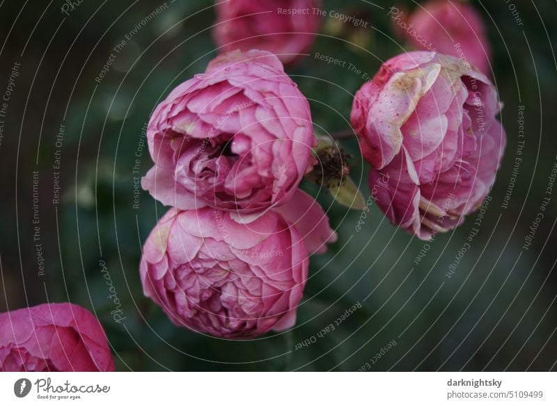 Pink flowering roses in late summer with partly withered petals pink Red Nature Blossom Flower blossom Rose blossom natural light blurriness naturally Romance