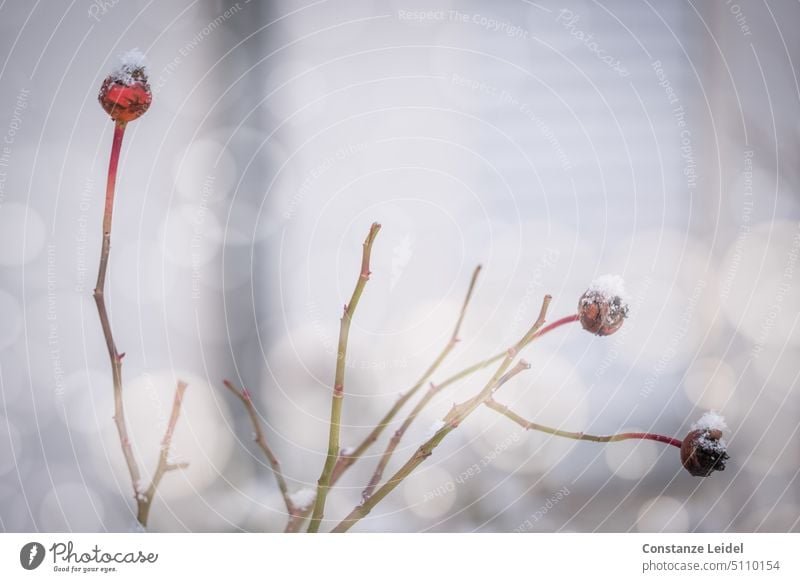 Dried rose hips with small snow caps. Habebuts roses chill bokeh Dry Shriveled Frozen Cold icily Snow Red dead Cap Freeze White Frost Winter Winter mood winter