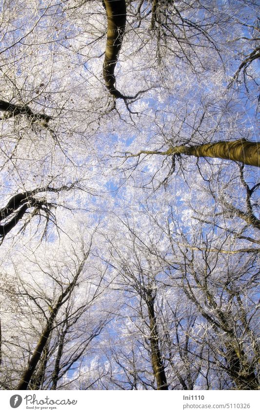 looked up Winter Beautiful weather Winter magic Experiencing nature Blue sky Upward Forest trees from bottom to top Treetops Hoar frost Perspective