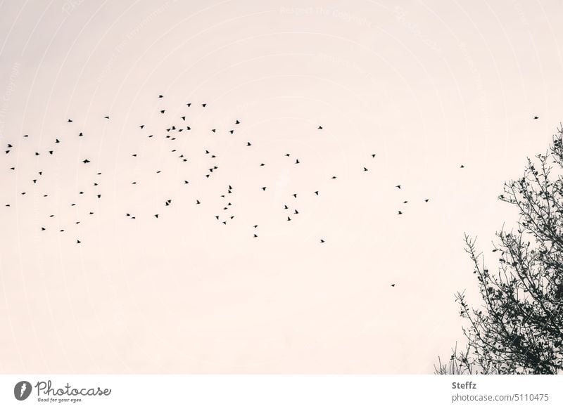 Birds of a feather birds Flock of birds Migratory birds Wild Birds Flight of the birds Photo Poetry Poetic Longing poetic mood bird migration flock of birds